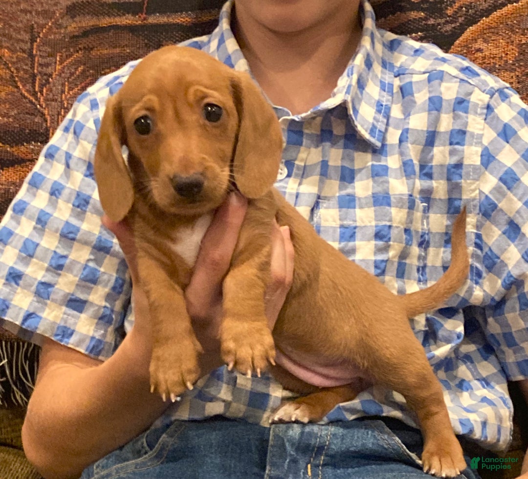 Dachshund dogs for sale: Sasha - Genetic Tested Parents - Ad 20