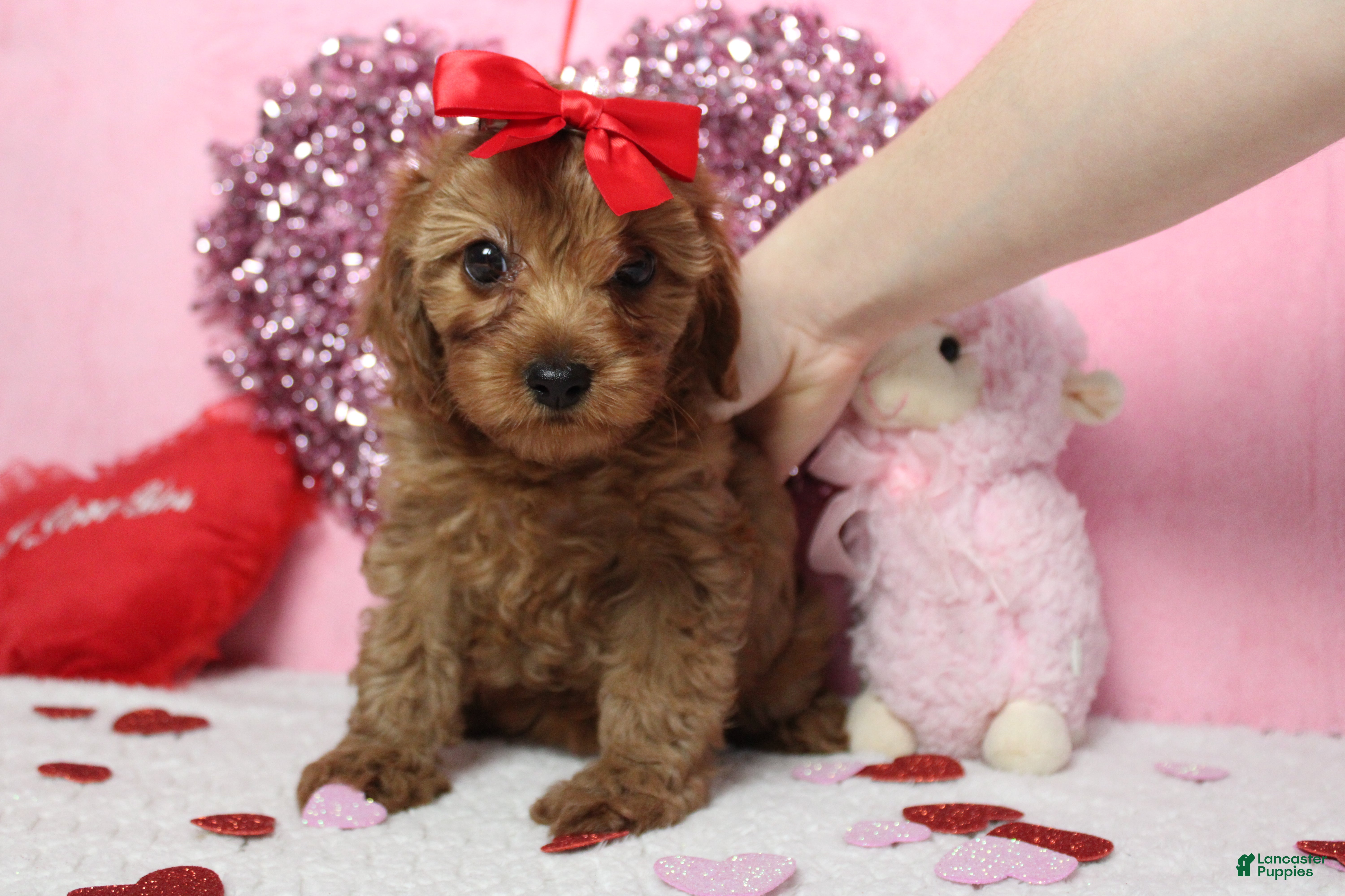 Cavapoo dogs Cherry - Ad 20