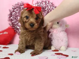 Cavapoo dogs Cherry - Ad 20