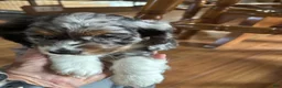 Cocker Spaniel dogs for sale: Cocker Spaniel Puppy 3 - Ad 2
