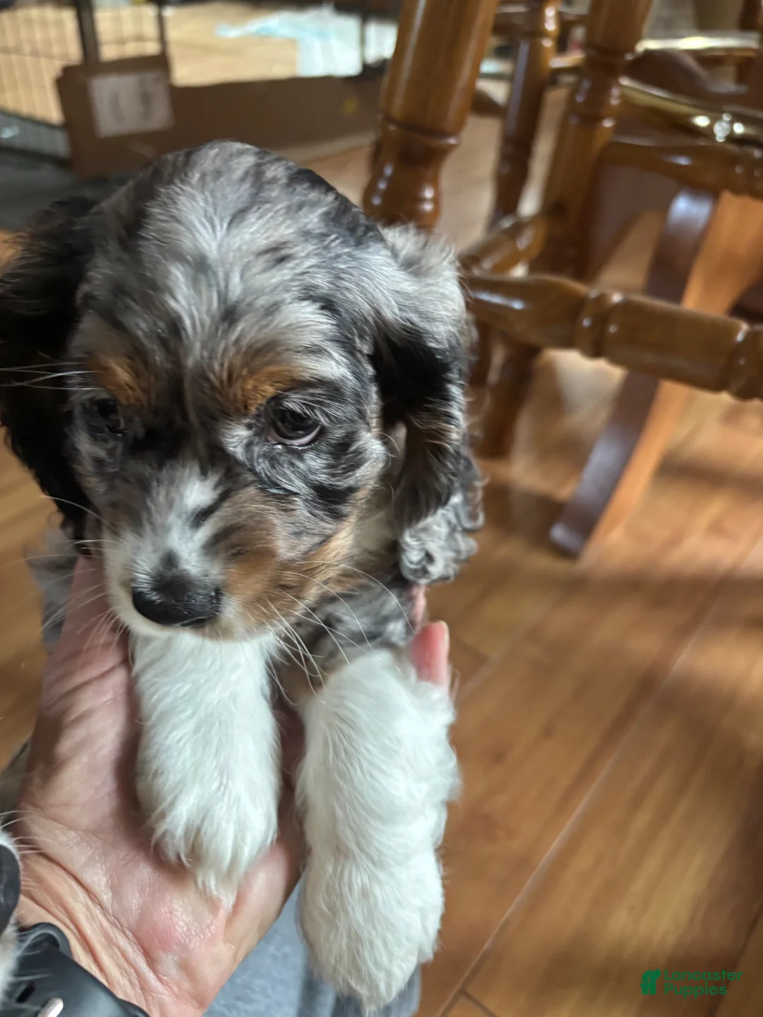 Cocker Spaniel dogs for sale: Cocker Spaniel Puppy 3 - Ad 2