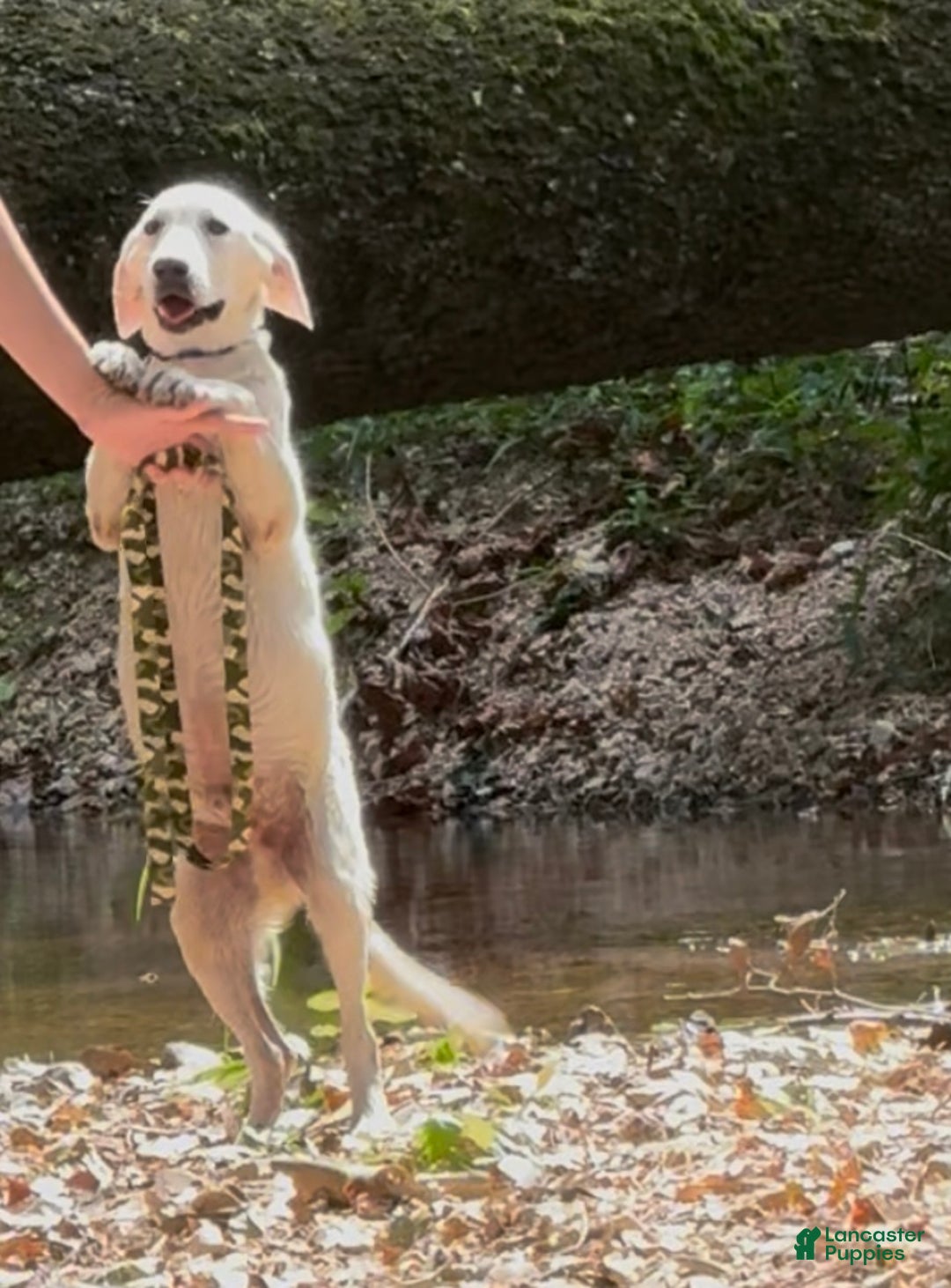 Labrador Retriever dogs for sale: Labrador Retriever Russel - Ad 6