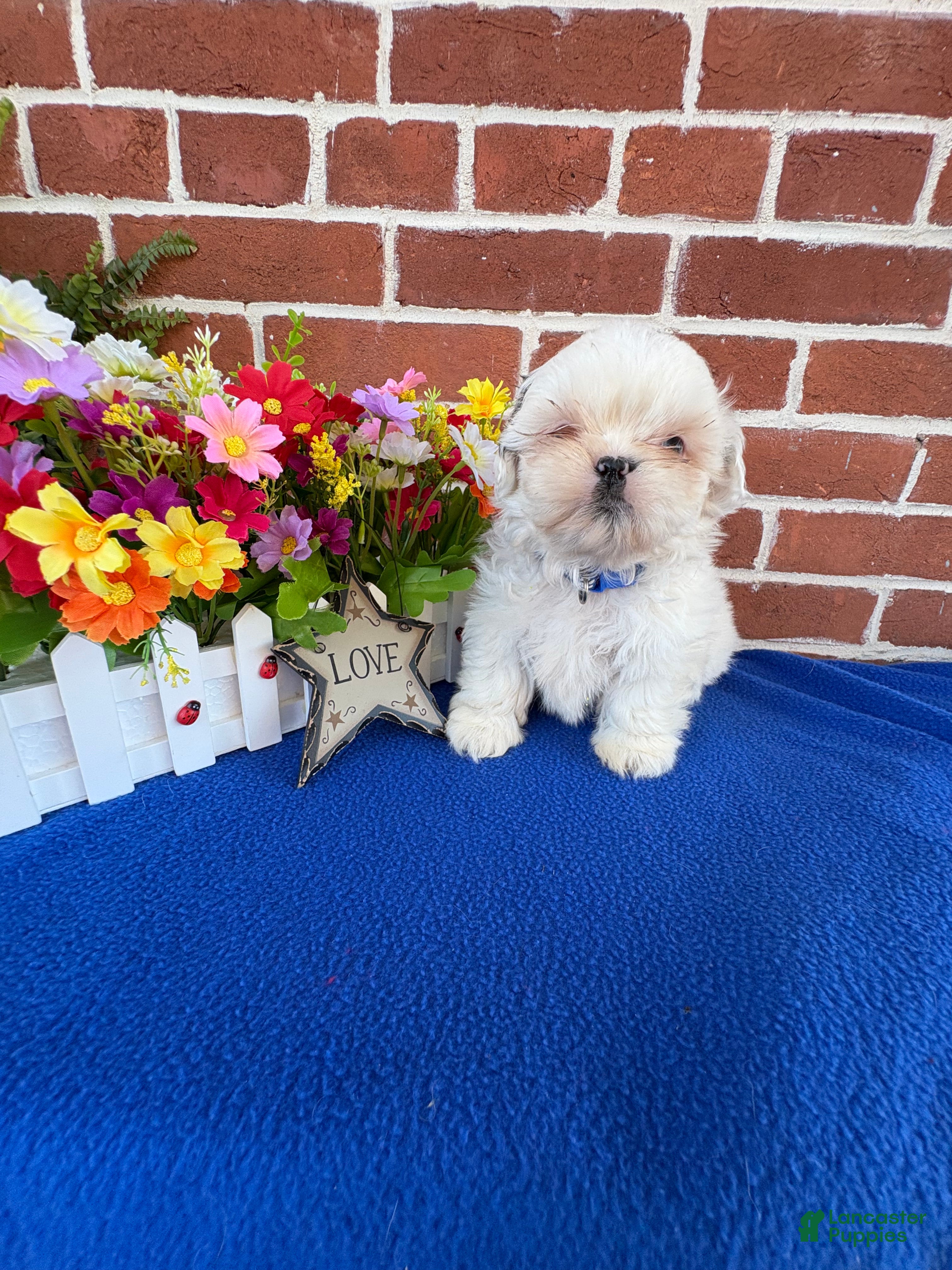 Shih Tzu dogs for sale: Pokie - Ad 3