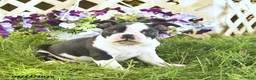 Boston Terrier dogs for sale: Blaze  - Ad 3