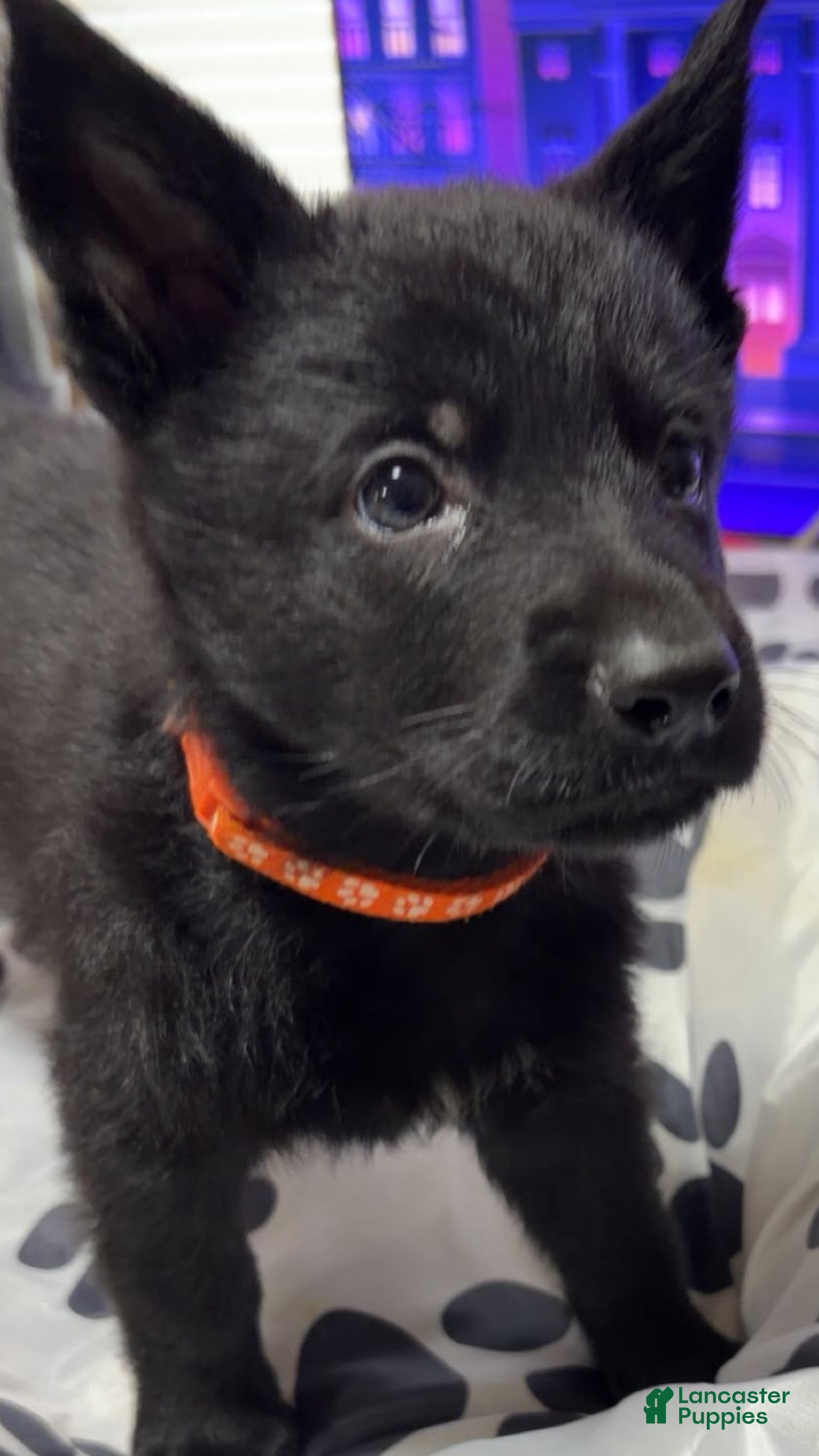 German Shepherd dogs Rex - Ad 9