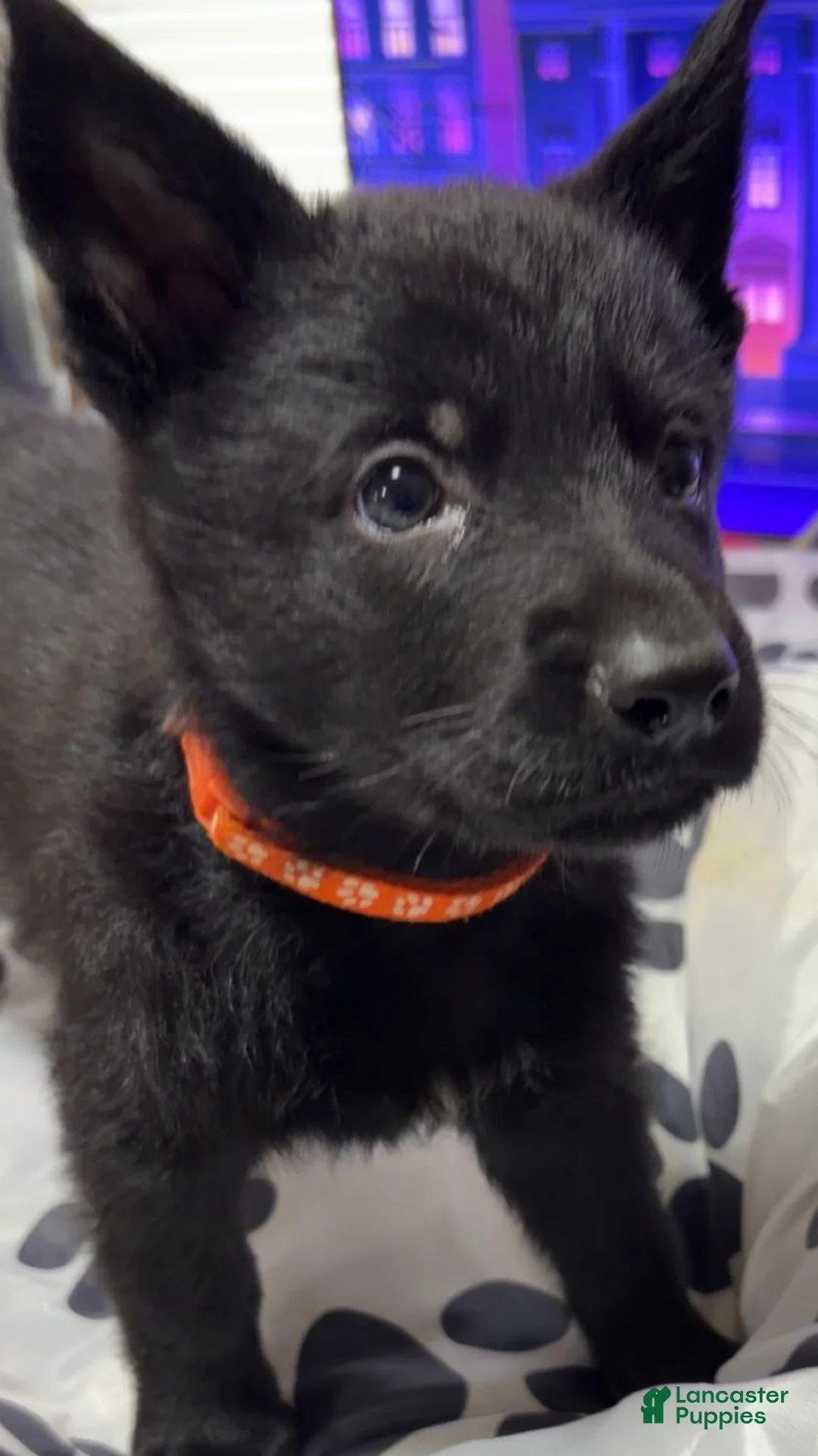 German Shepherd dogs for sale: Rex - Ad 1