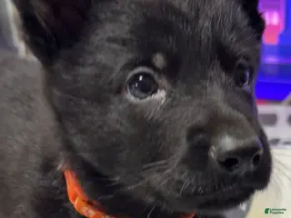 German Shepherd dogs Rex - Ad 9