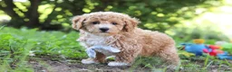 Bichpoo dogs for sale: Rusty - Ad 3
