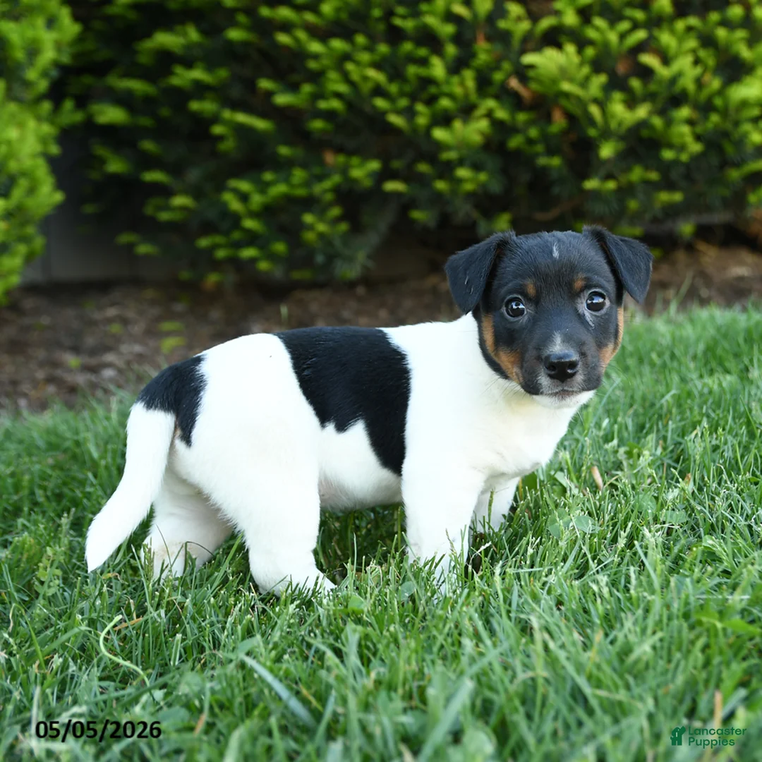 Jack Russell Terrier dogs for sale: Aspen - Ad 3