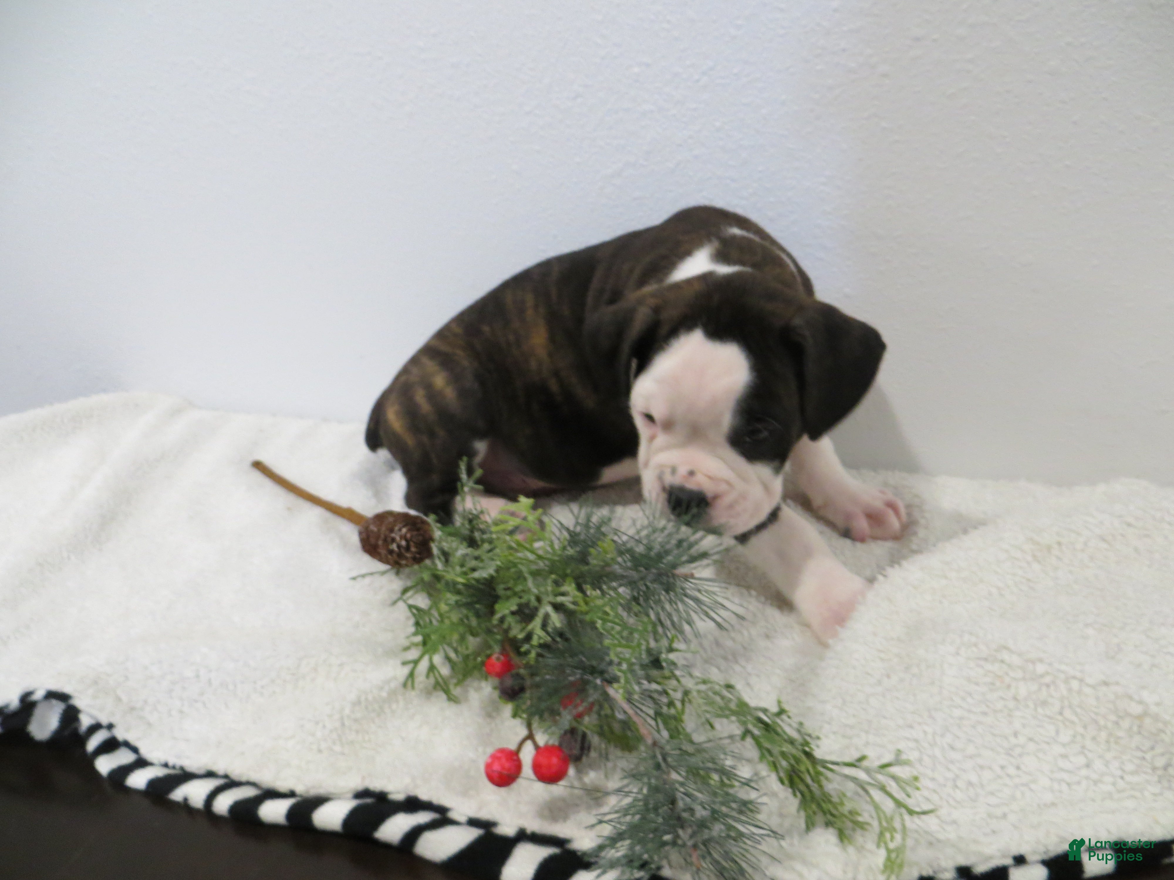 Boxer dogs 🚢 TITANIC - Ad 2