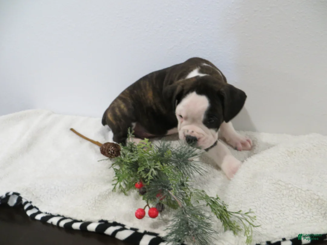 Boxer dogs for sale: 🚢 TITANIC - Ad 2