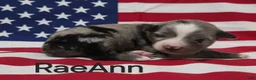 Australian Shepherd dogs for sale: River - Ad 13