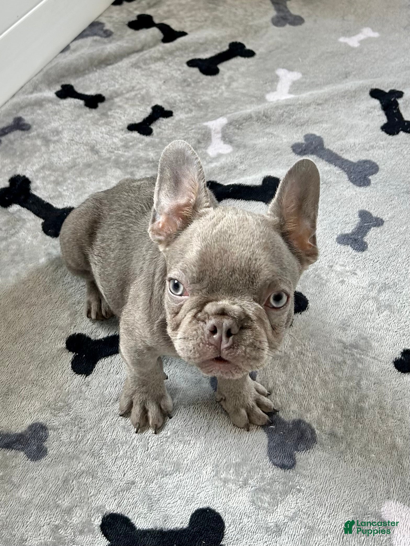 French Bulldog dogs Hershey - Ad 2