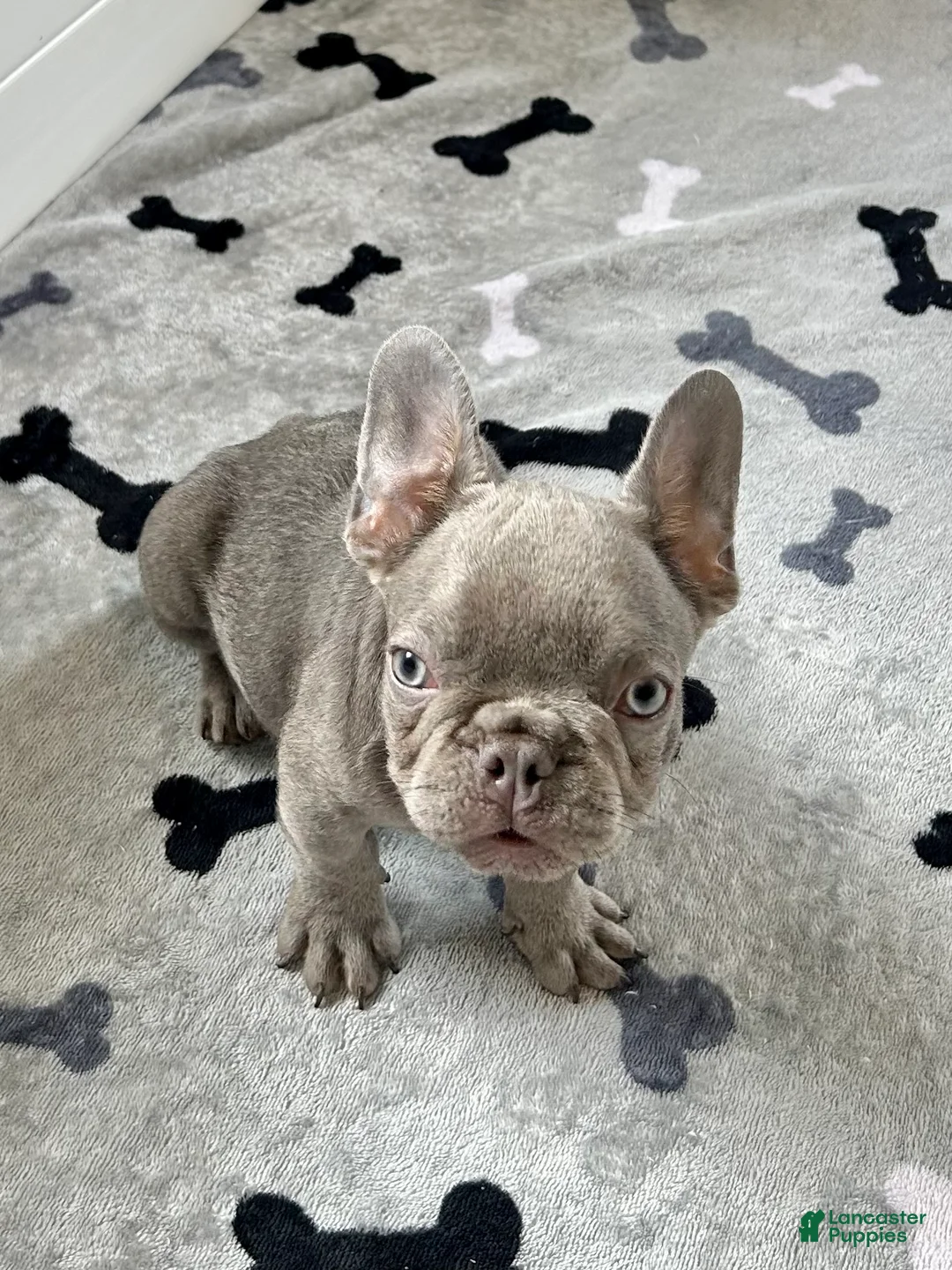 French Bulldog dogs for sale: Hershey - Ad 2