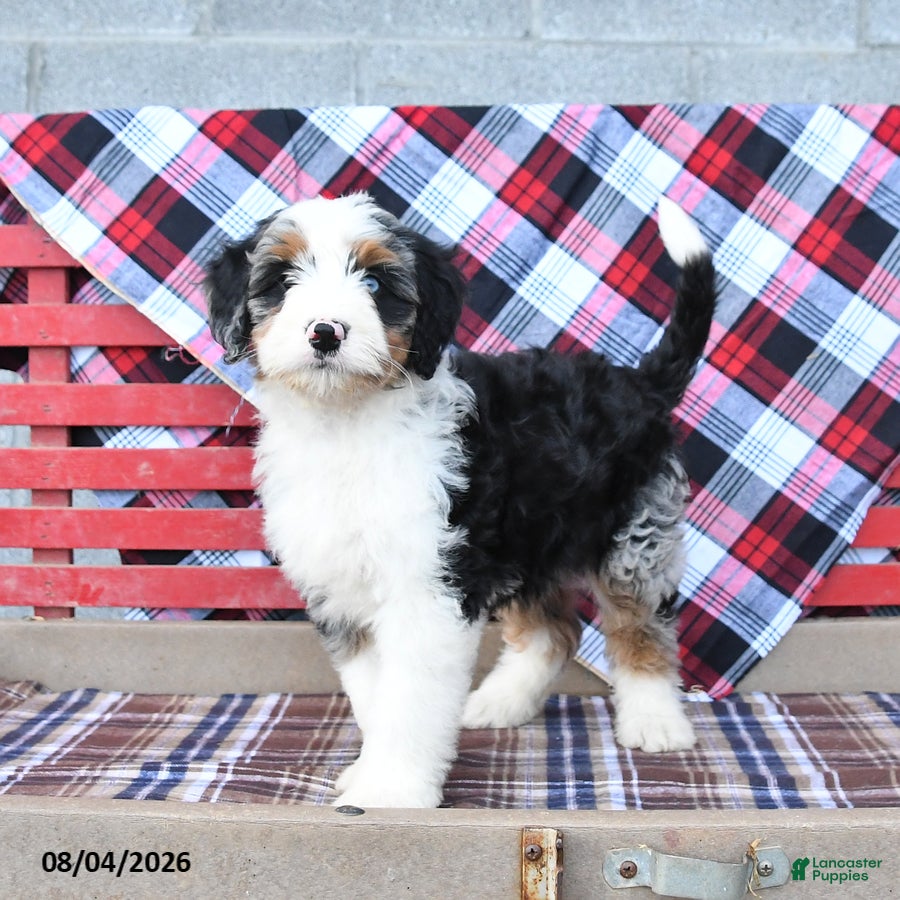 Mini Bernedoodle dogs Sophie - Ad 2