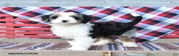 Mini Bernedoodle dogs for sale: Sophie - Ad 2