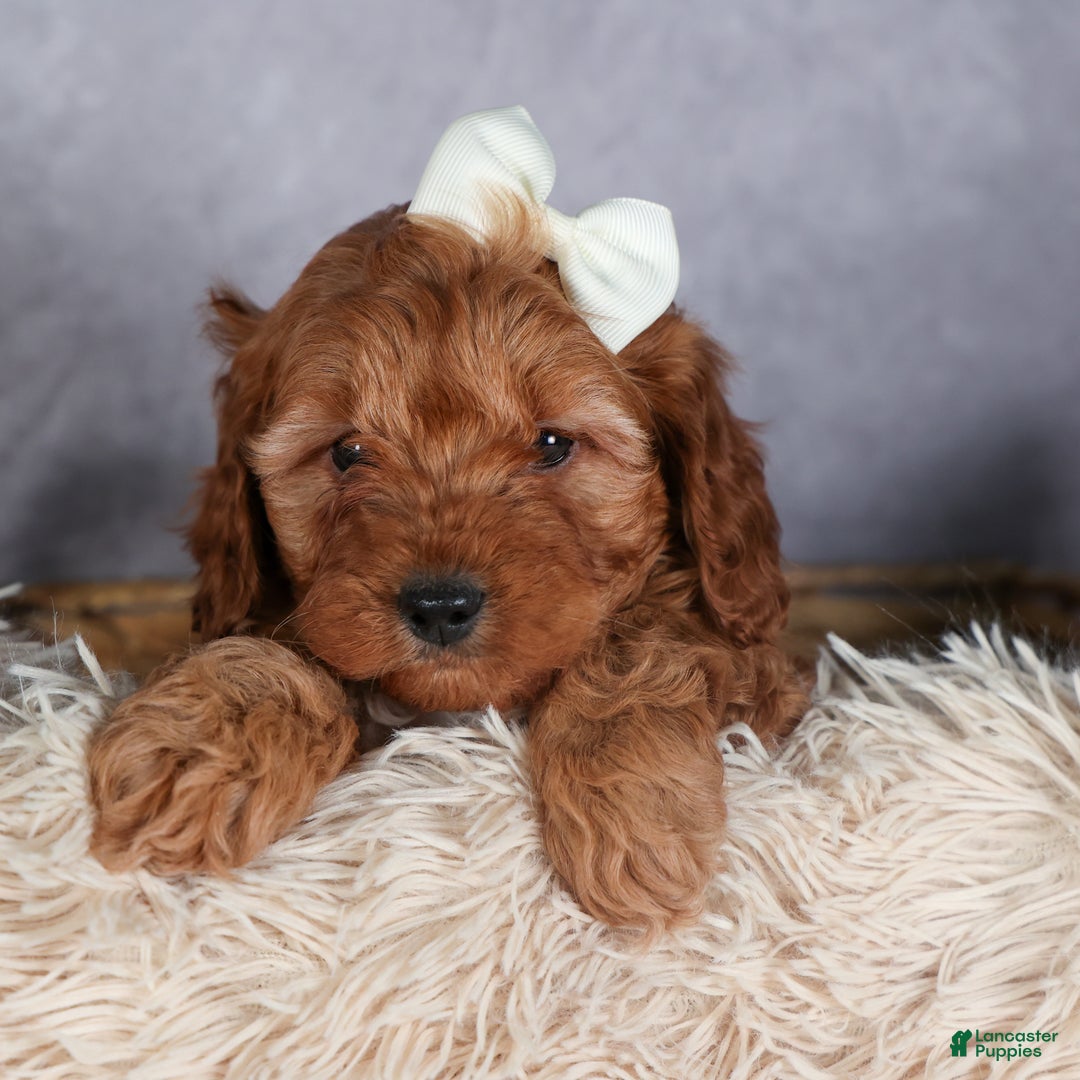Cavapoo dogs for sale: OREO - Ad 11