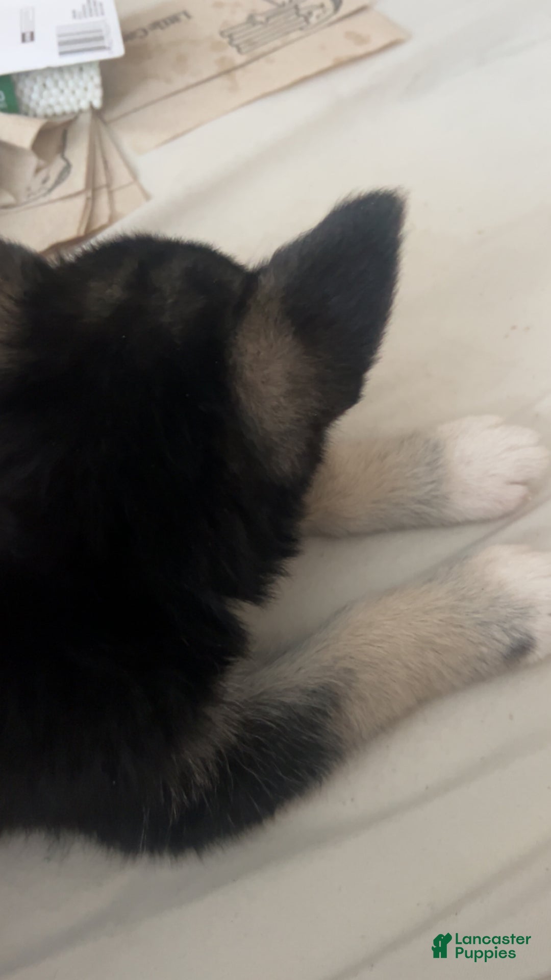 Gerberian Shepsky dogs for sale: Gerberian Shepsky Puppy 1 - Ad 6
