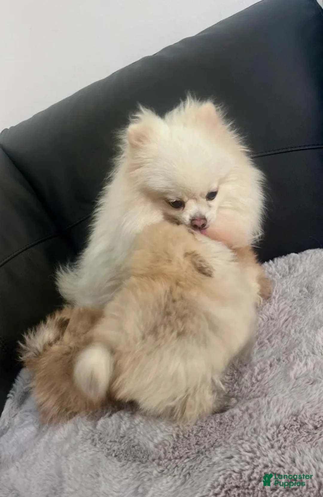 Pomeranian dogs for sale: Max - Ad 2