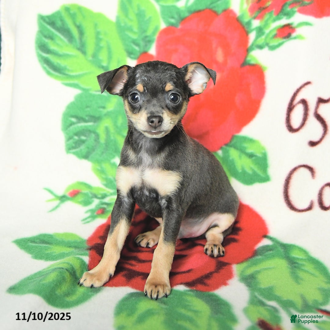 Chihuahua dogs for sale: Scott - Ad 1
