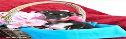 Mixed Breed dogs for sale: Blossom - Ad 2