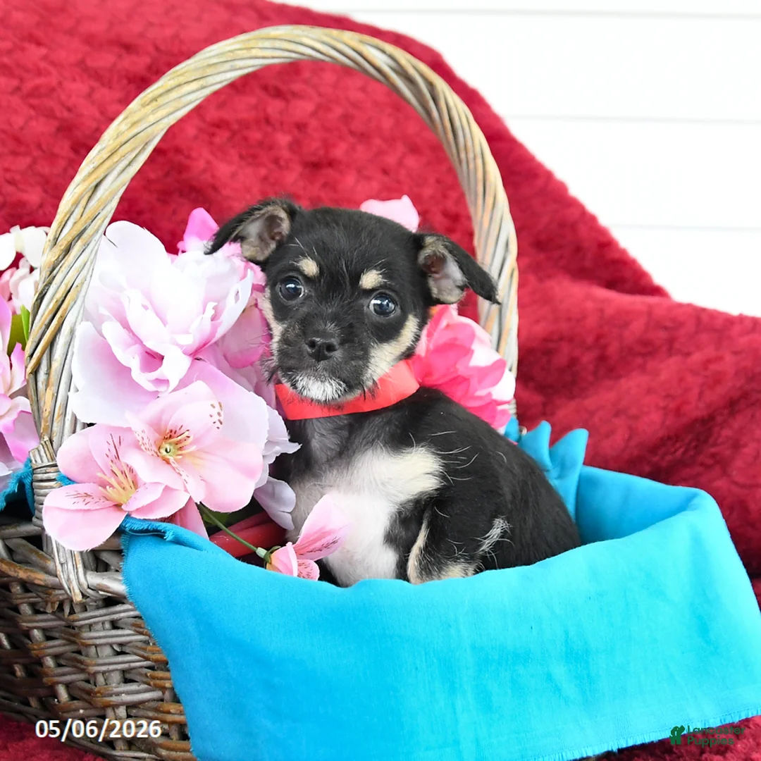 Mixed Breed dogs for sale: Blossom - Ad 2