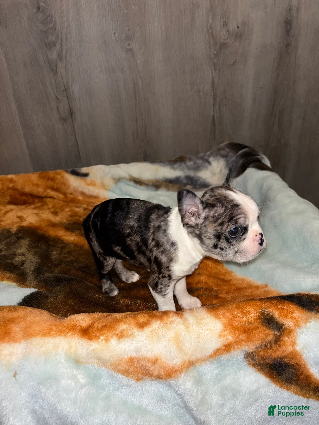 Boston Terrier dogs for sale: Everett - Ad 3