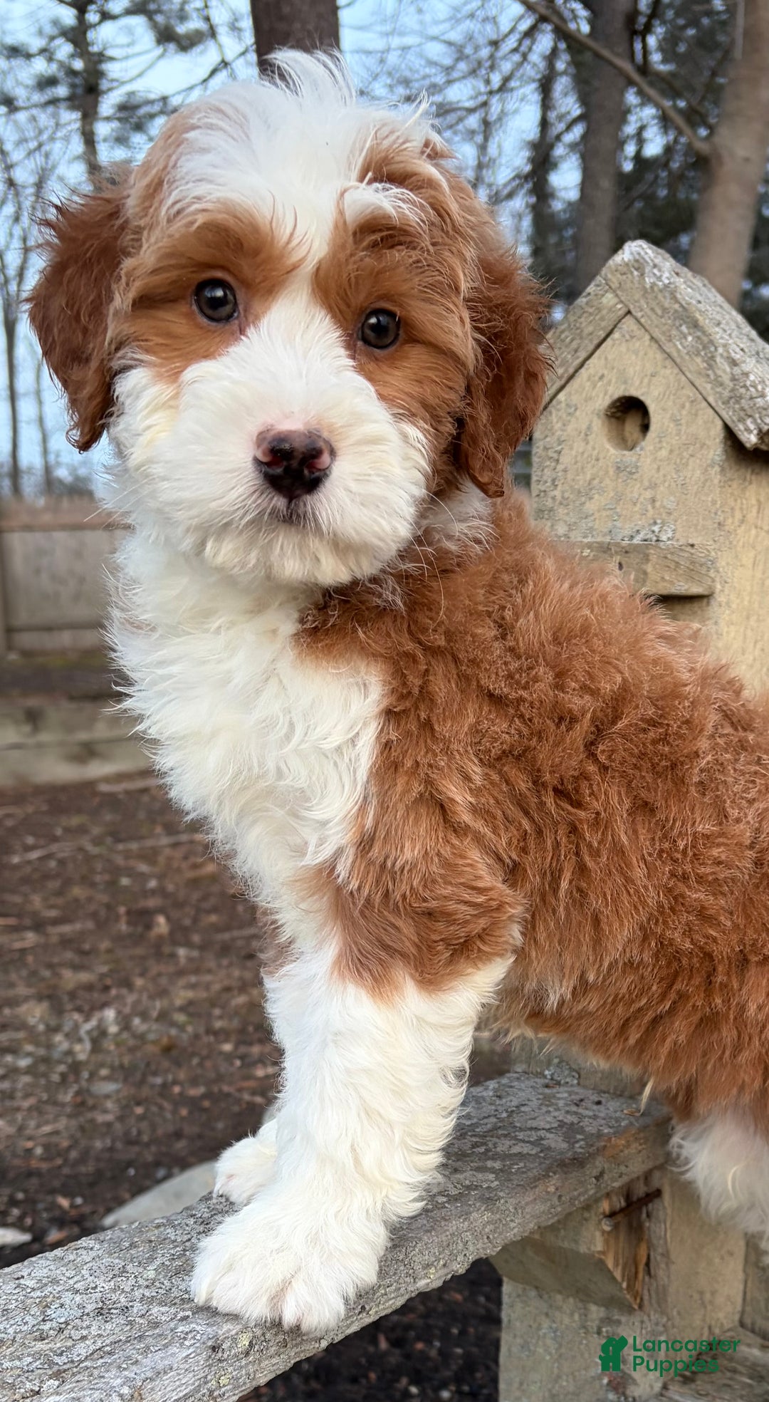 Mini Bernedoodle dogs for sale: 💙 IN BOSTON MASSACHUSETTS AREA 💙 RED AND WHITE TUXEDO BOY 💙 MINI BERNEDOODLE 💙 - Ad 5