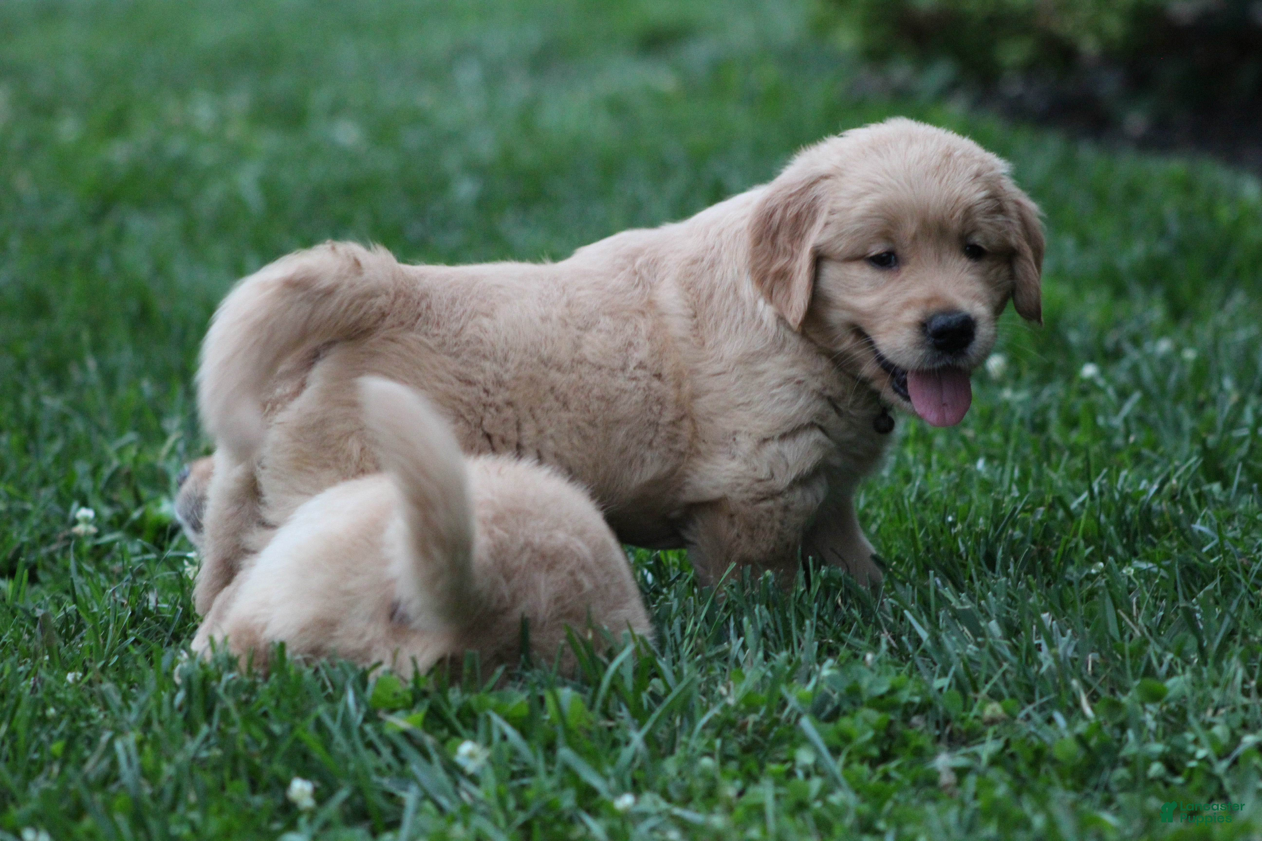 Golden Retriever dogs Amber - Ad 2