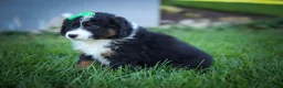 Mini Aussiedoodle dogs for sale: Landon💙 - Ad 11