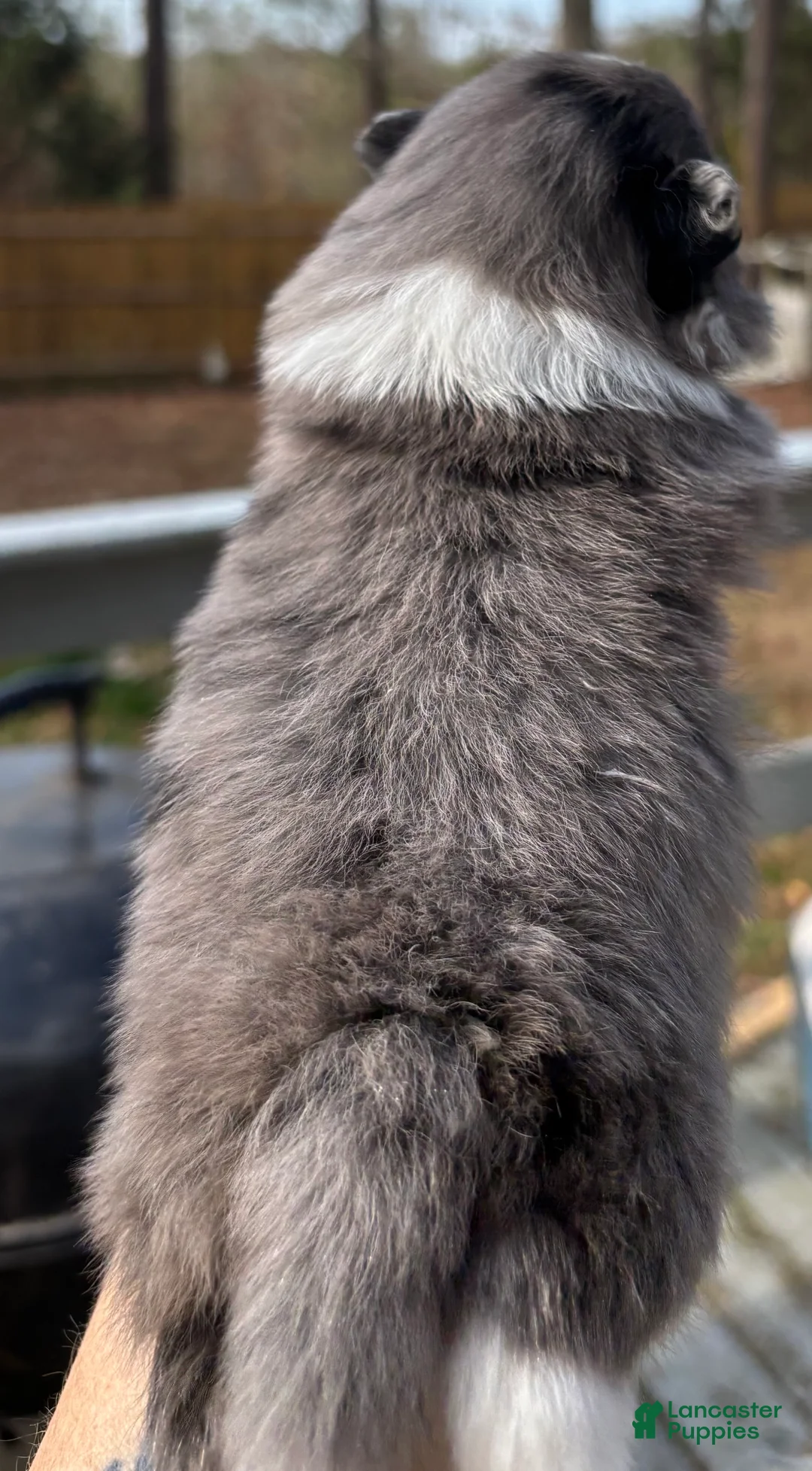 Pomeranian dogs for sale: Pomeranian Puppy 1 - Ad 3