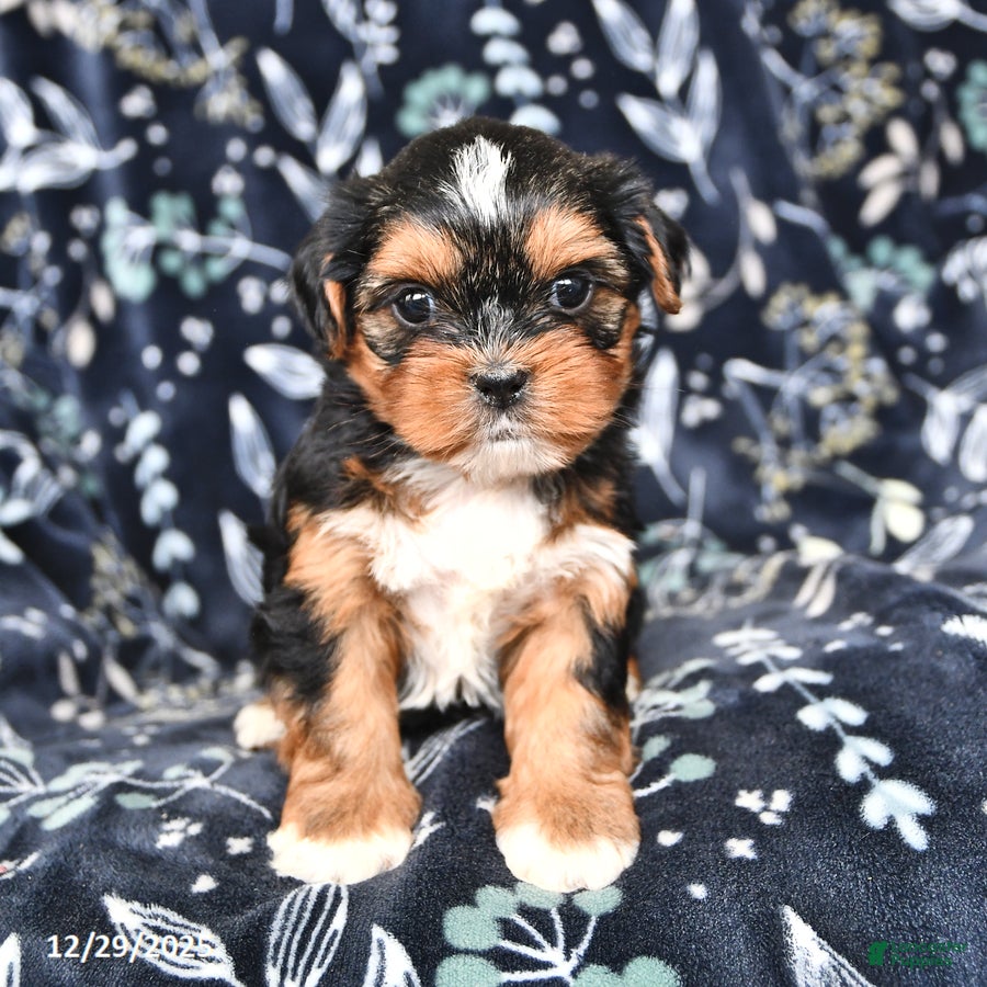 Shorkie dogs Casper - Ad 2