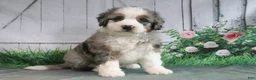 Mini Bernedoodle dogs for sale: Maggie - Ad 4