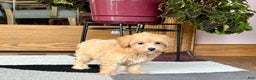 Maltipoo dogs for sale: Marty - Ad 9