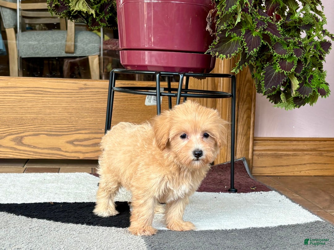 Maltipoo dogs for sale: Marty - Ad 9