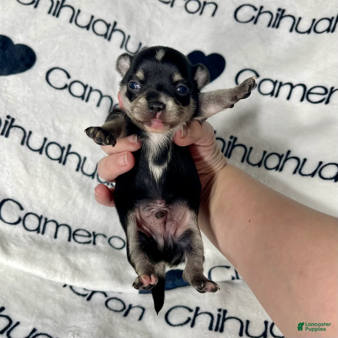 Chihuahua dogs for sale: Porter Tiny Short Coat - Ad 4