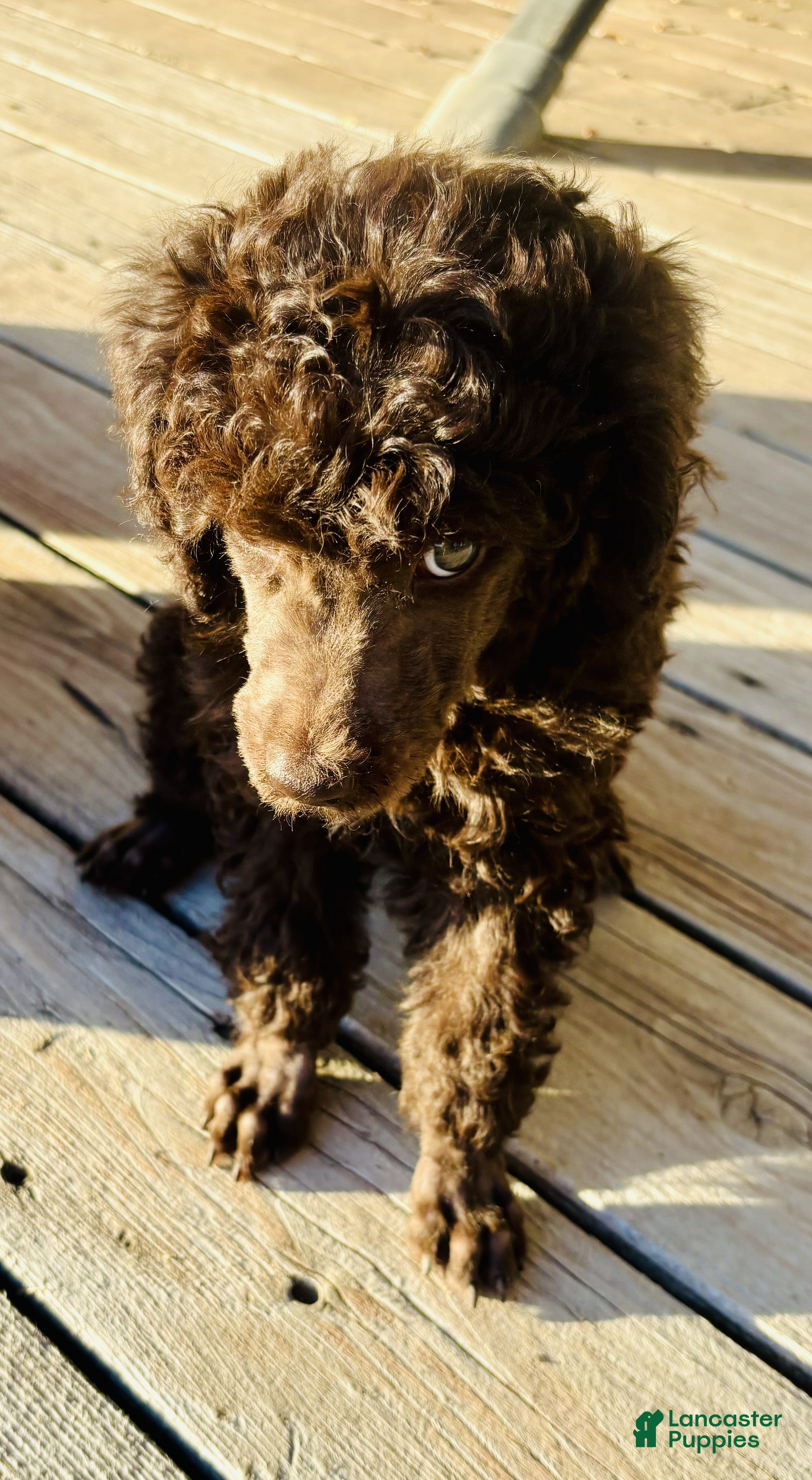 Standard Poodle dogs Standard Poodle 8 Brown with a tiny bit of white - Ad 2