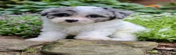 Bichpoo dogs for sale: Luke - Ad 3