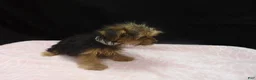Yorkshire Terrier dogs for sale: Sable  - Ad 4