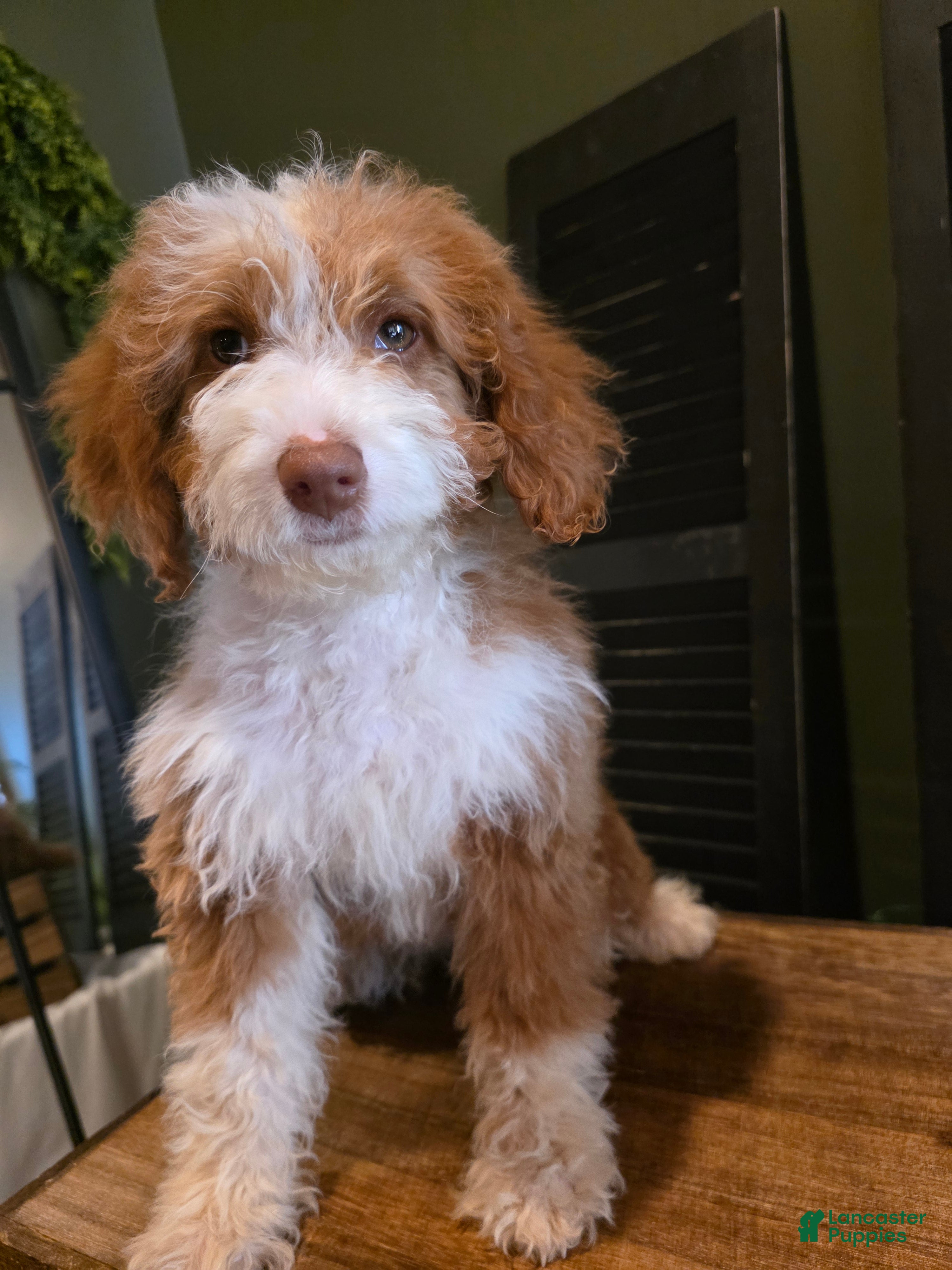 Mini Aussiedoodle dogs Rosie  - Ad 2