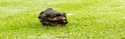 Yorkshire Terrier dogs for sale: Myran  - Ad 5