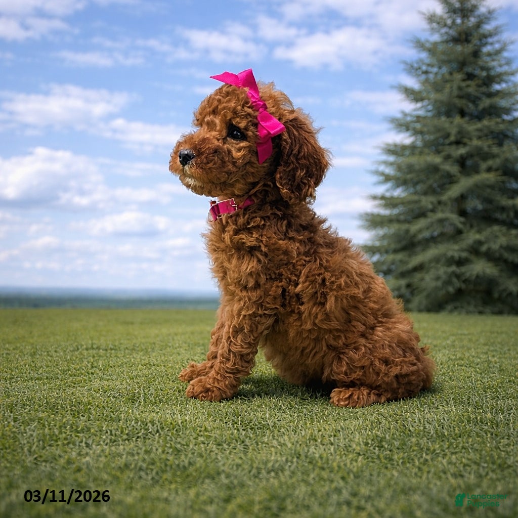 Miniature Poodle dogs Macy - Ad 2