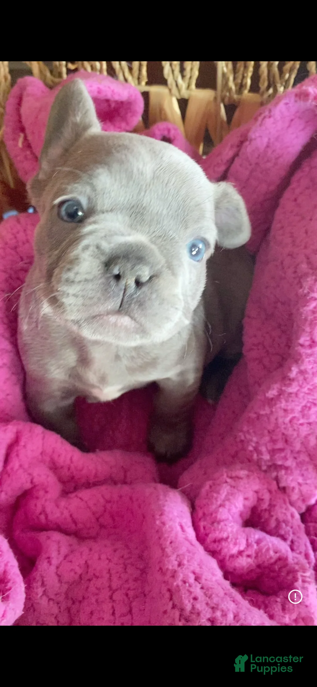 French Bulldog dogs for sale: Frenchie - Ad 1