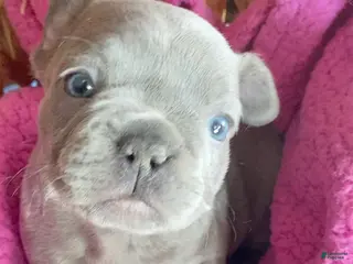 French Bulldog dogs for sale: Frenchie - Ad 4
