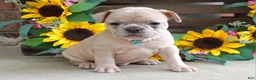 French Bulldog dogs for sale: Roxy - Ad 7