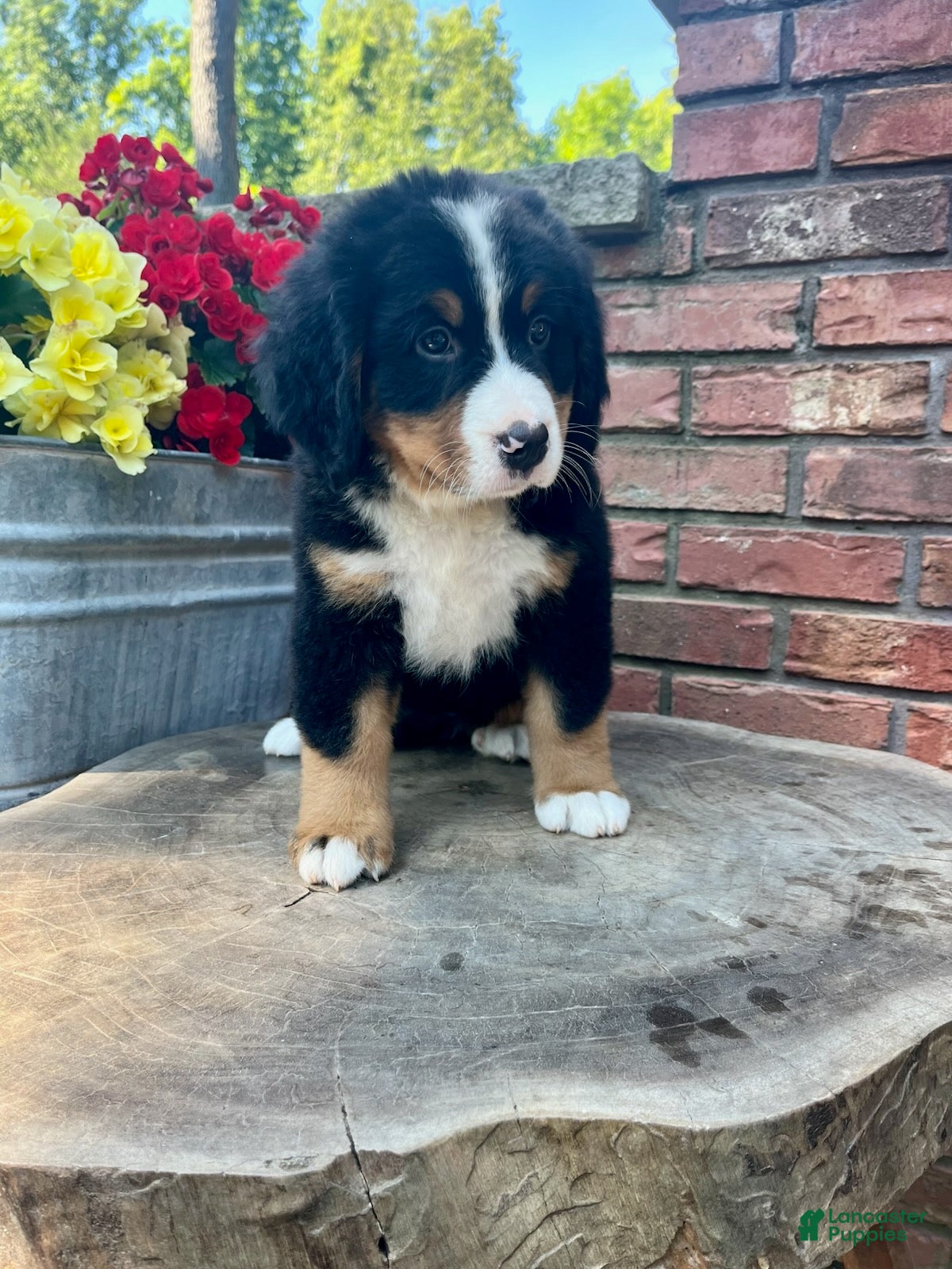 Bernese Mountain Dog dogs Callie - Ad 2