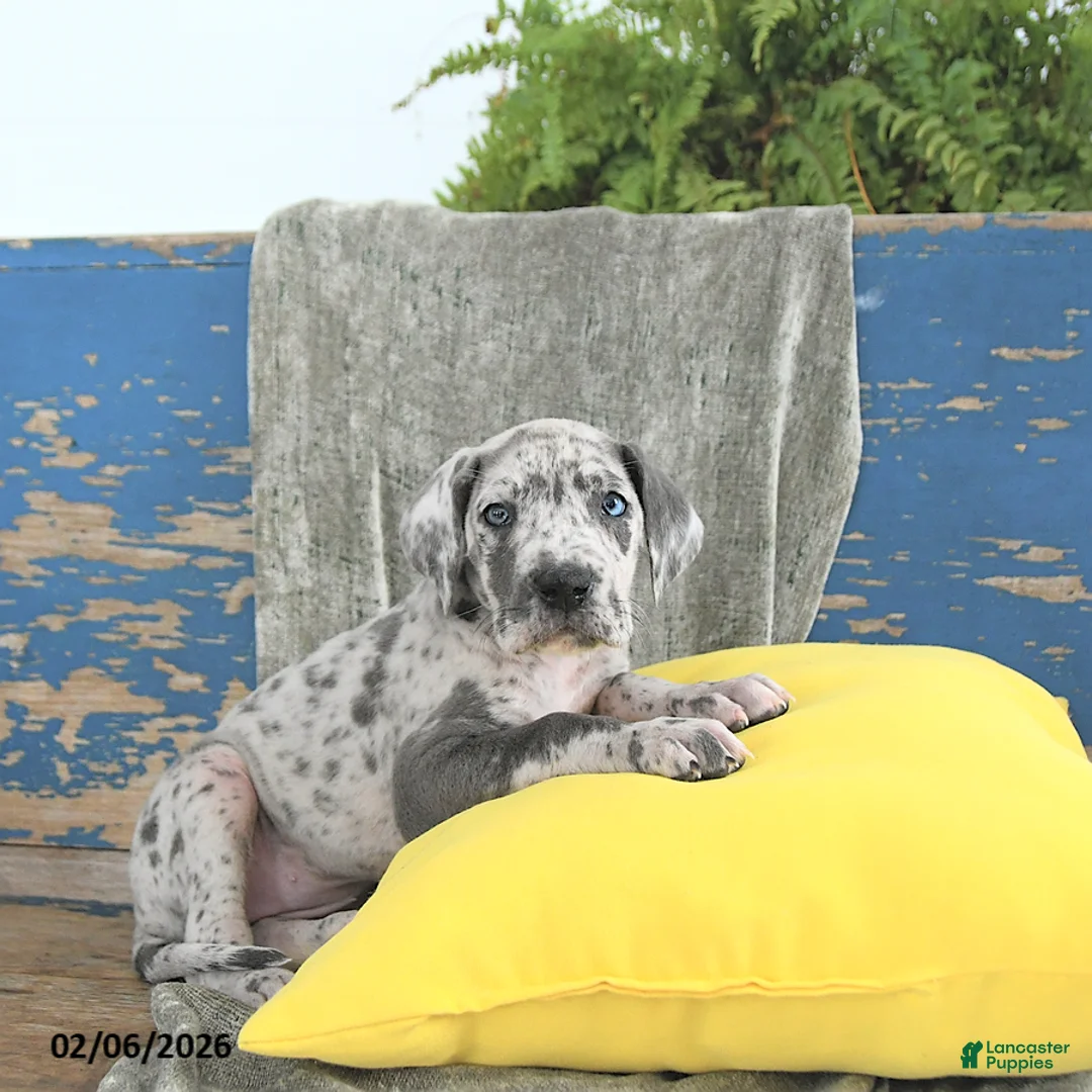 Great Dane dogs for sale: Ember - Ad 3