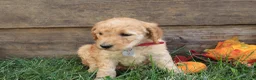 Goldendoodle dogs for sale: Mia - Ad 3