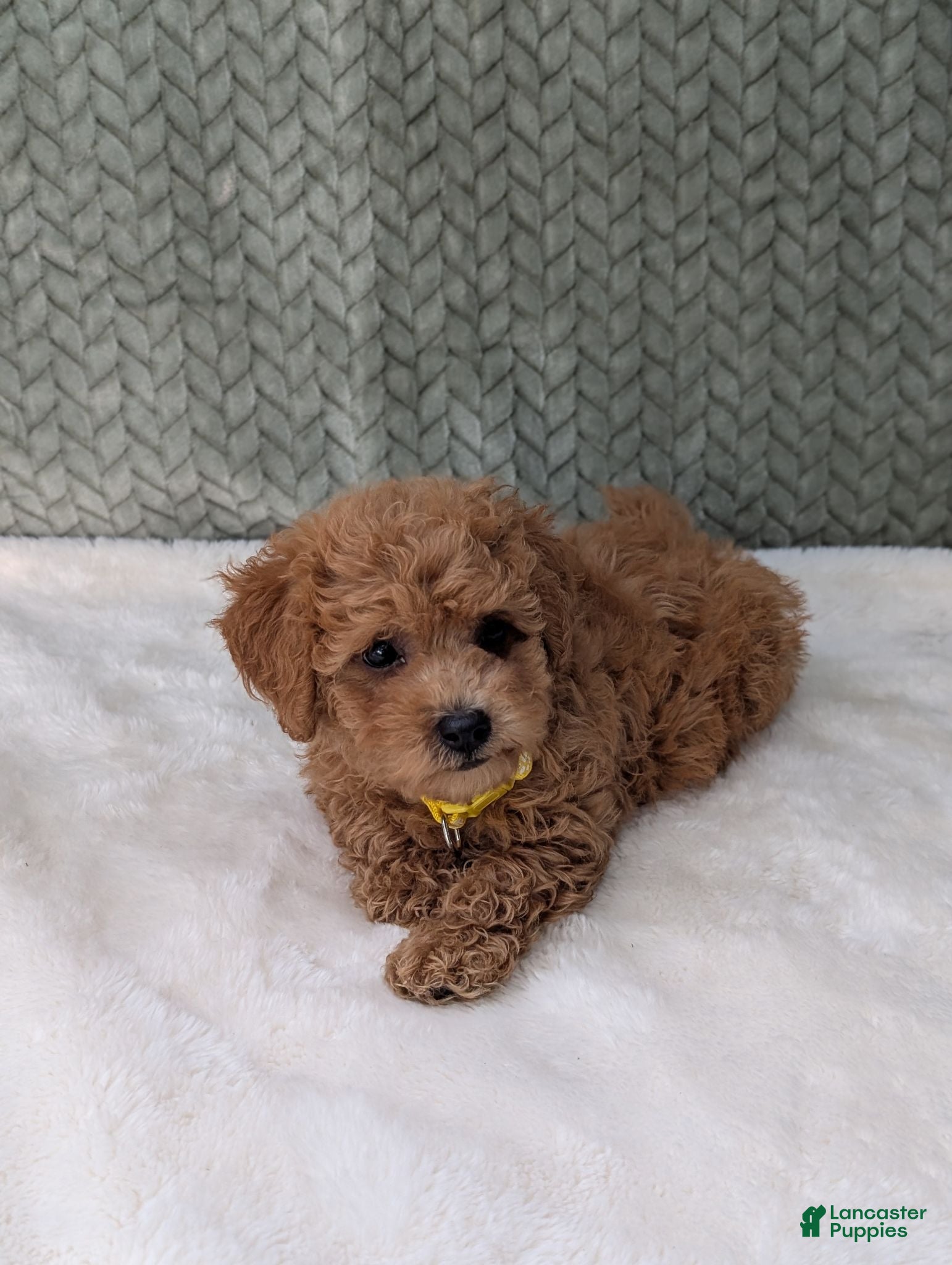 Bichpoo dogs Benji  - Ad 2