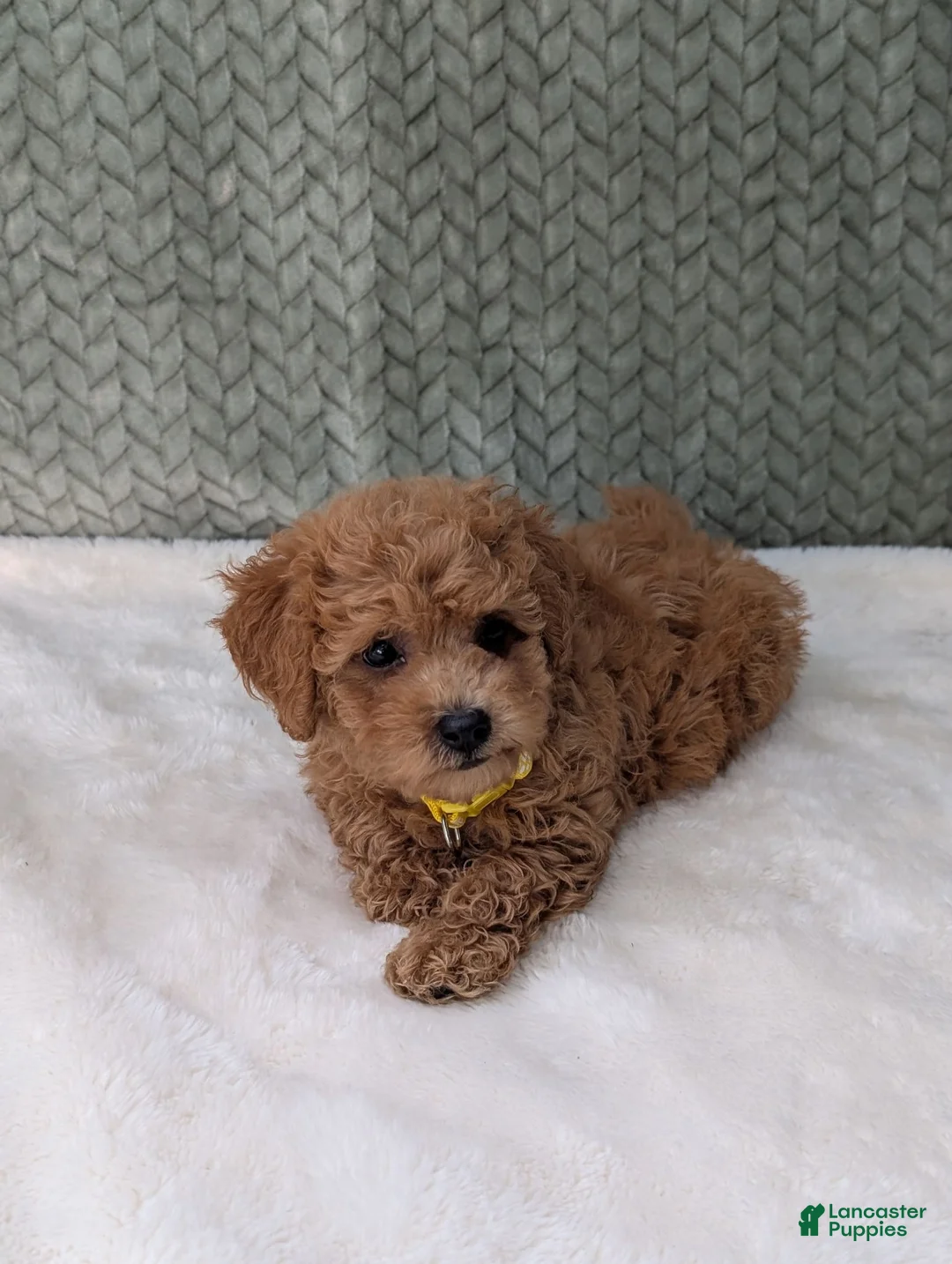 Bichpoo dogs for sale: Benji  - Ad 2